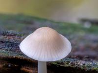 Heller Pilzwinzling in Kerbe an morschem Holz